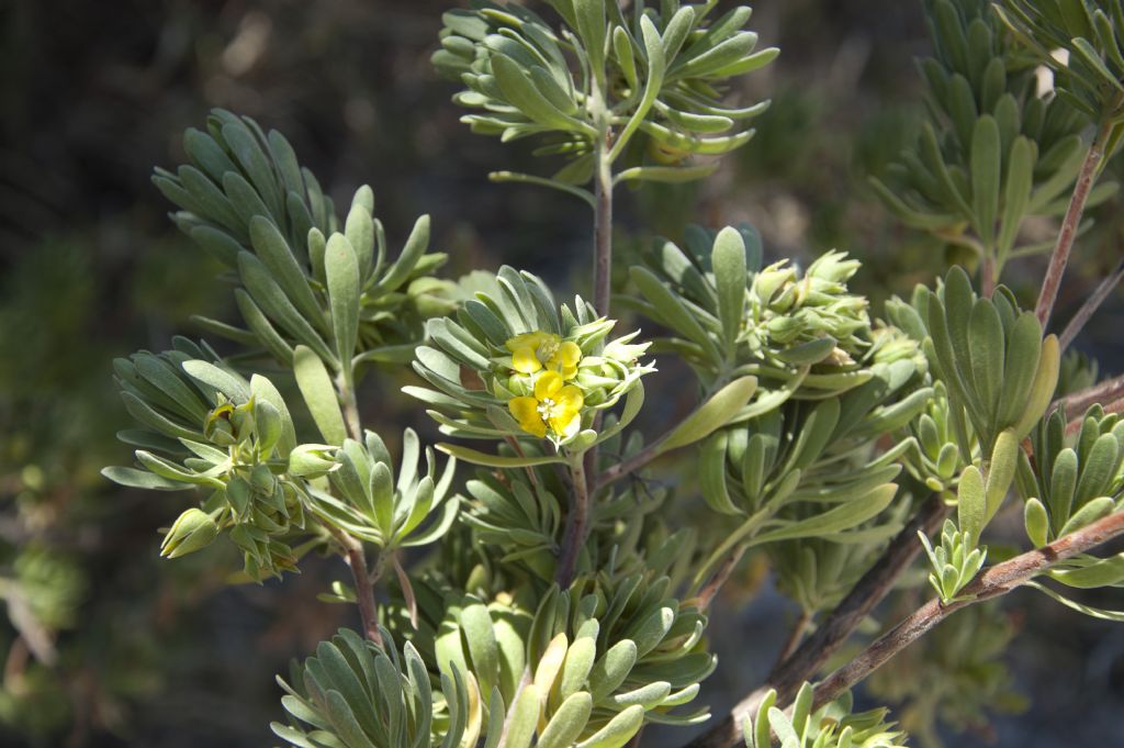 Suriana maritima (Surianaceae)  - Mauritius